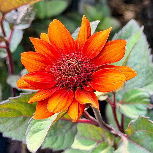 Heliopsis helianthoides var. scabra 'Luna Roja' (False Sunflower)