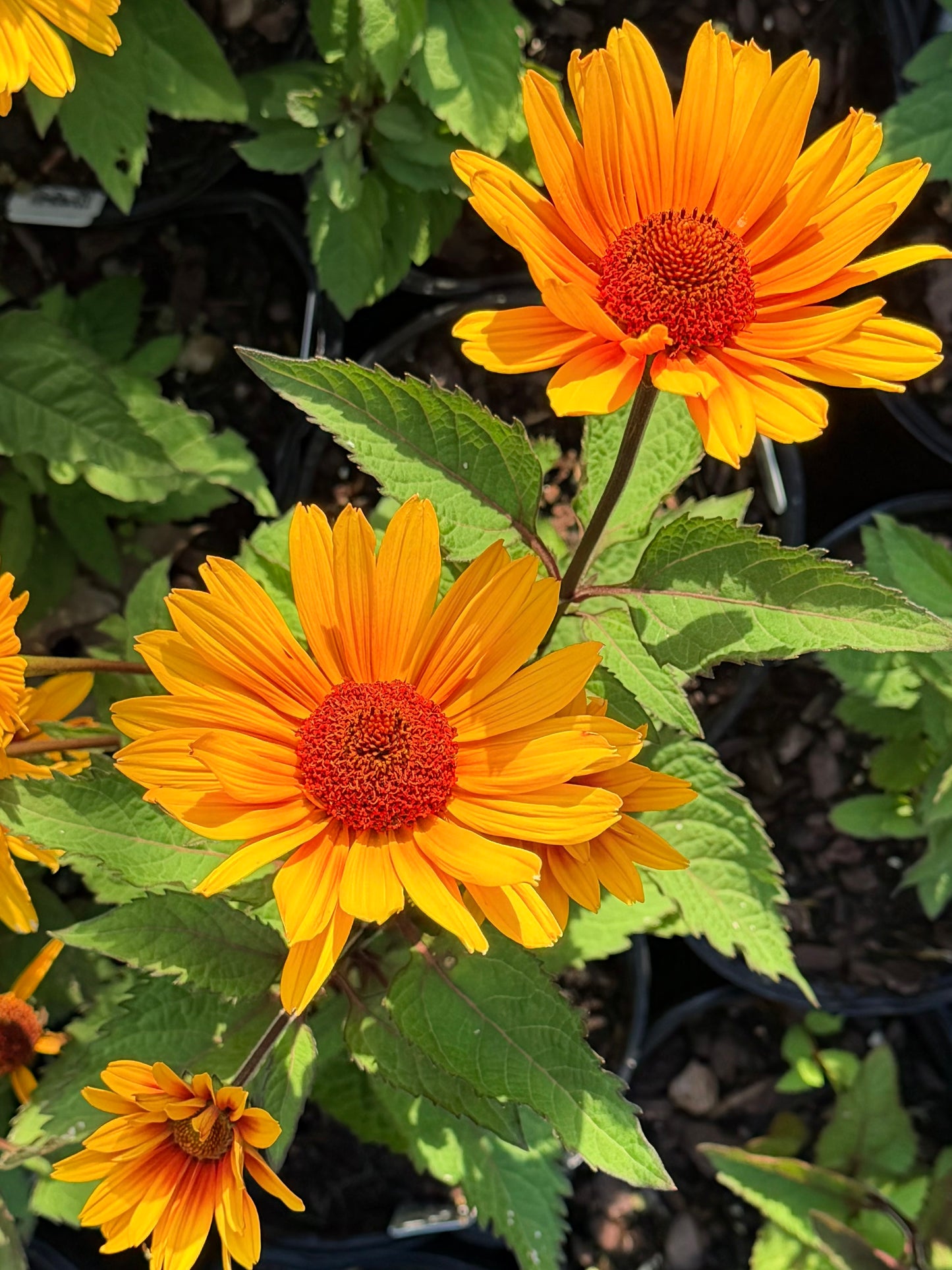 Heliopsis ‘Punto Rosso’ (False Sunflower)