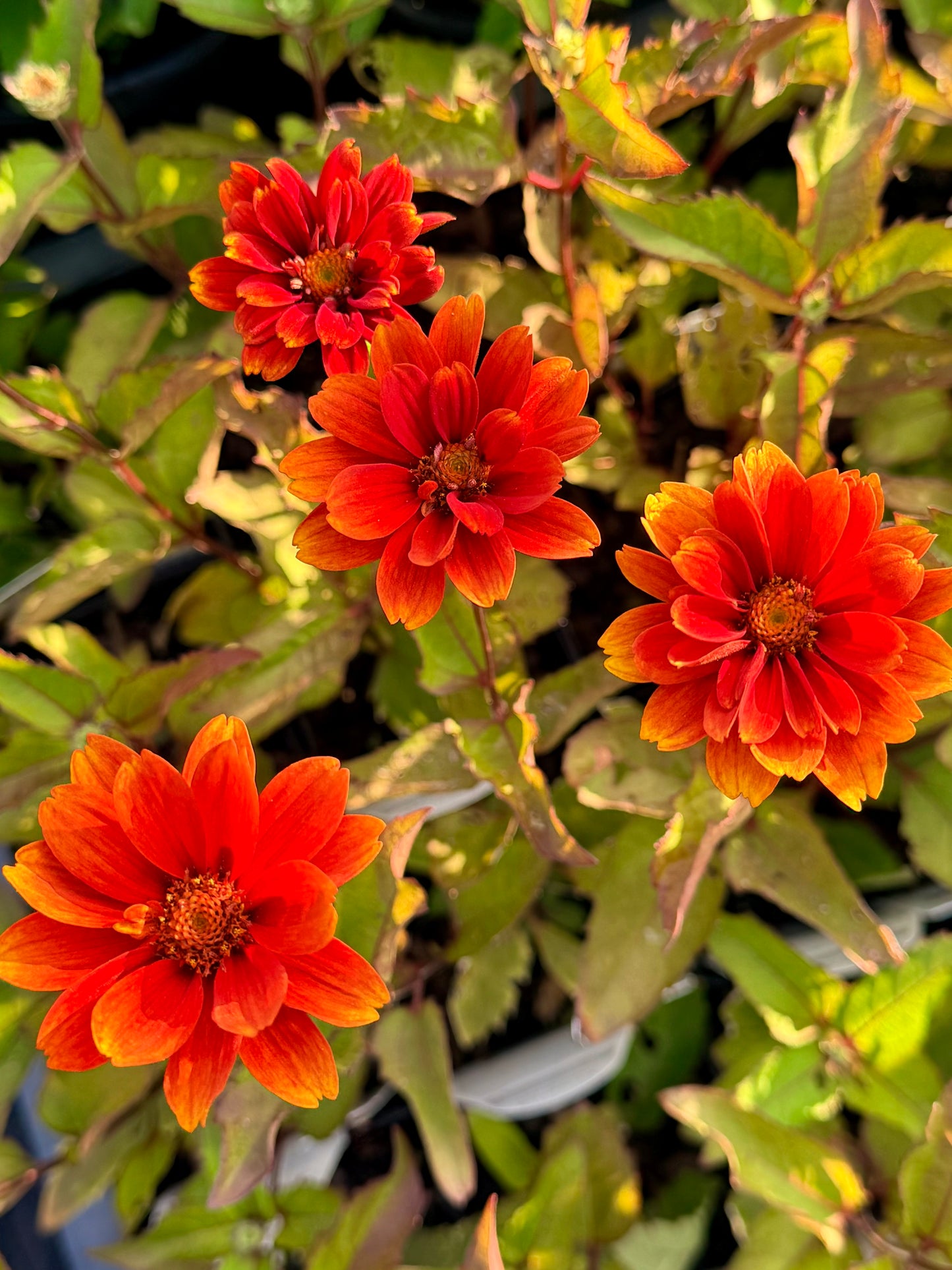Heliopsis helianthoides ‘Forged in Fire’ (False Sunflower)