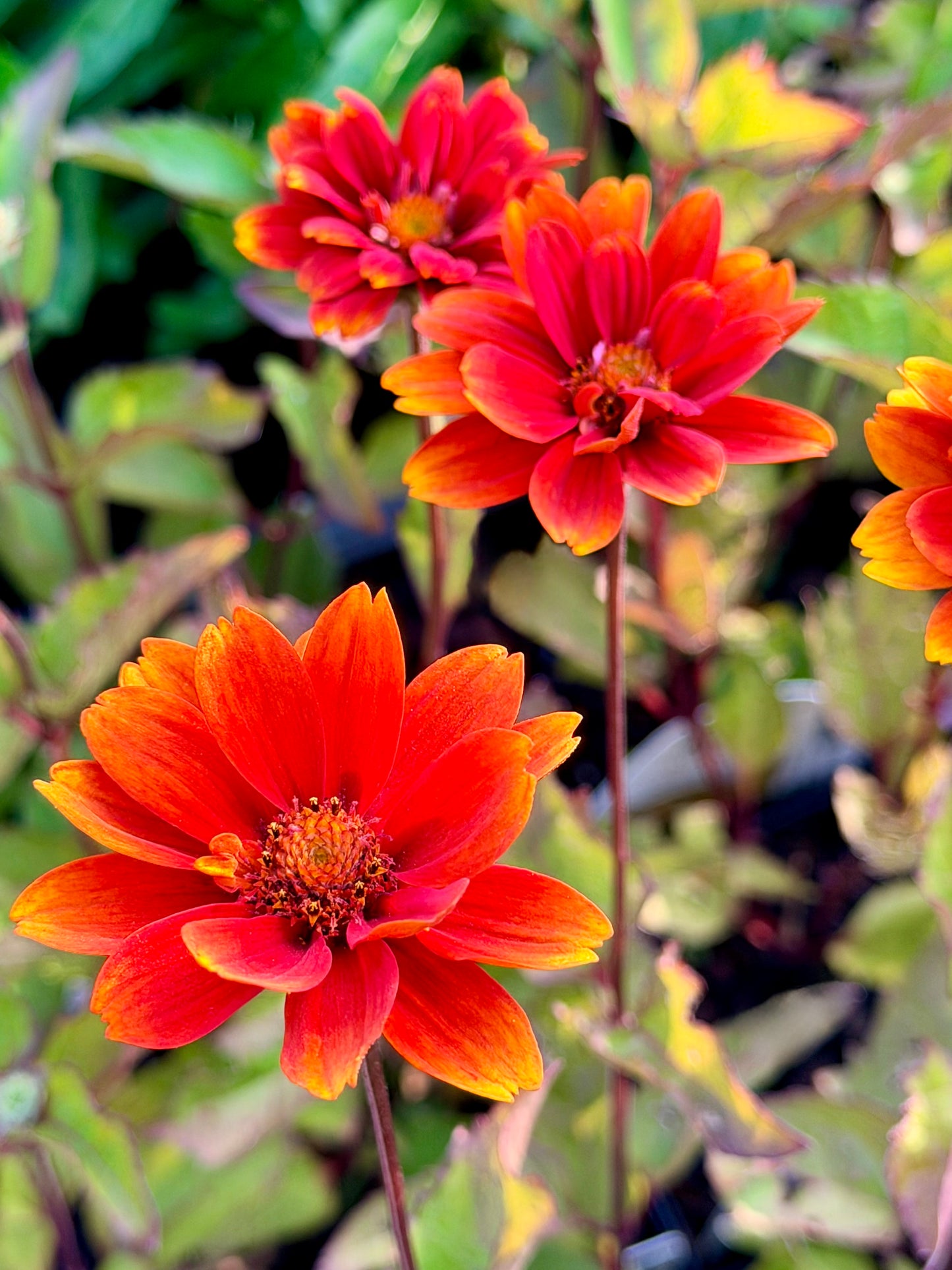 Heliopsis helianthoides ‘Forged in Fire’ (False Sunflower)