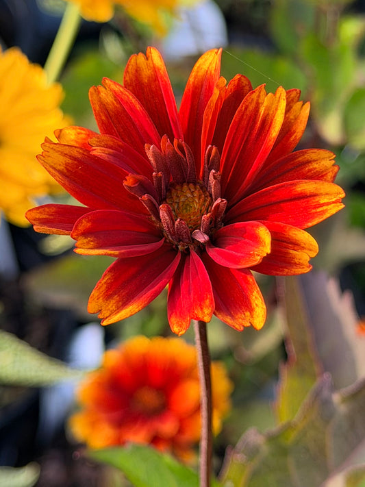 Heliopsis helianthoides ‘Forged in Fire’ (False Sunflower)