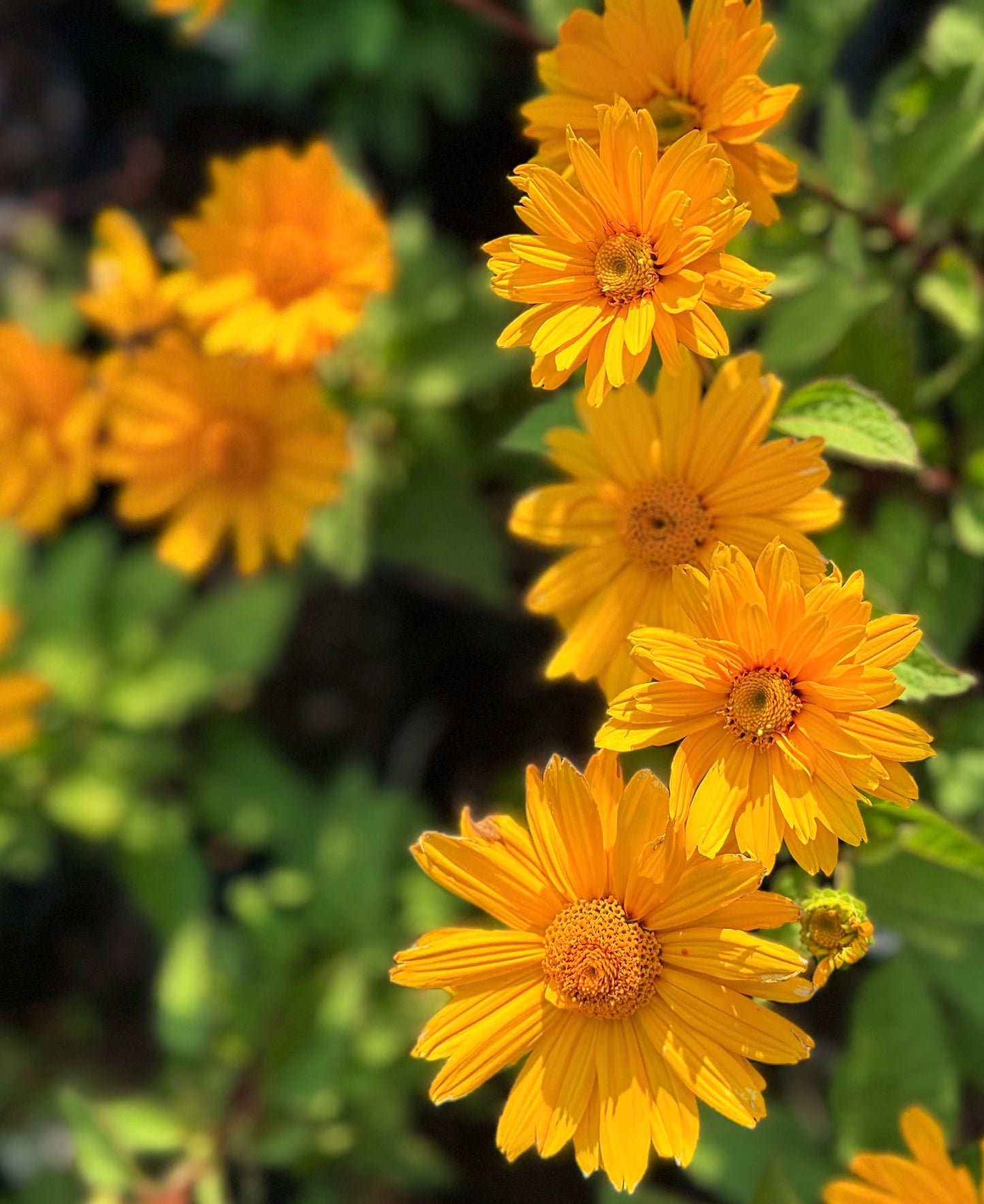 Heliopsis helianthoides 'Sunopsis Sunny' (False Sunflower)