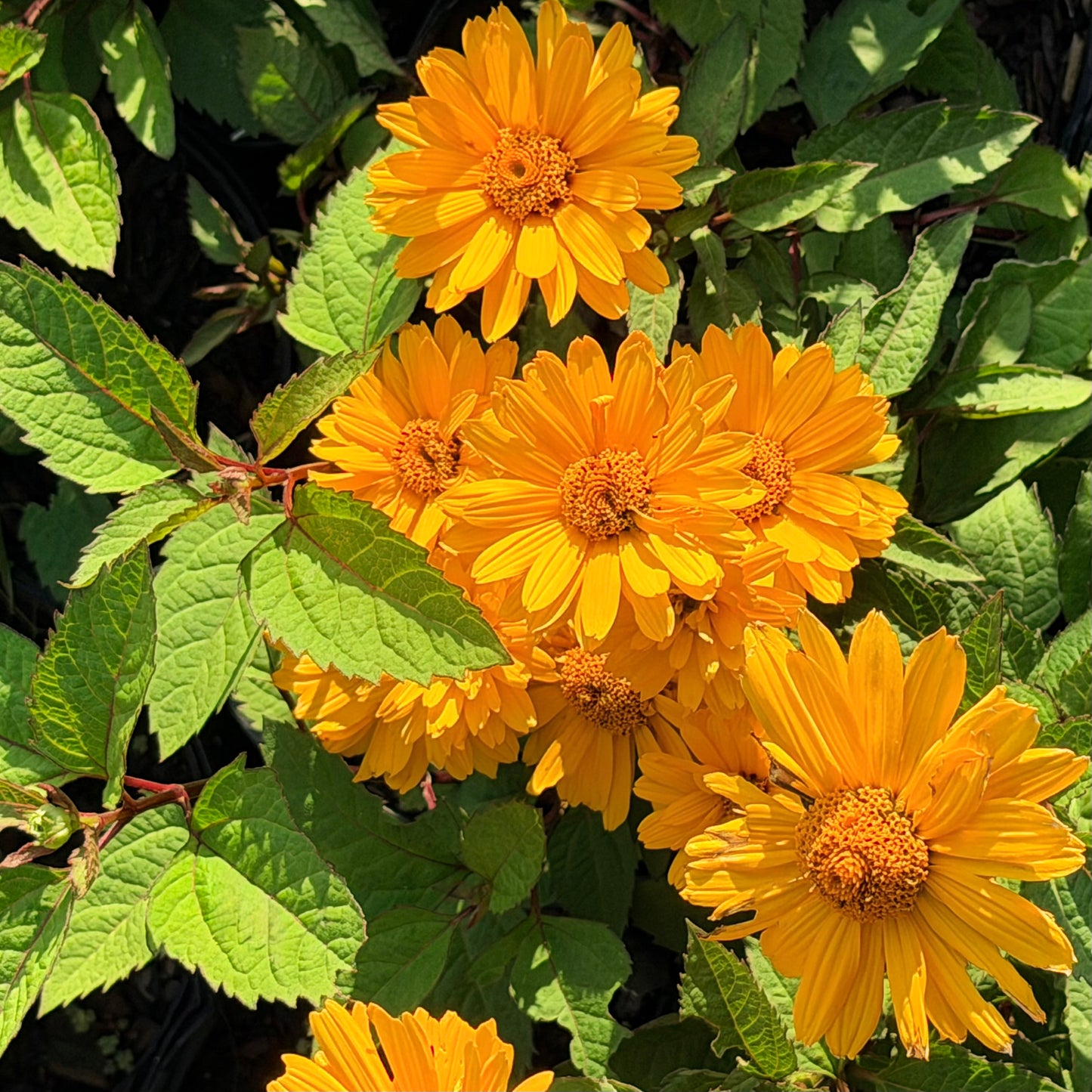 Heliopsis helianthoides 'Sunopsis Sunny' (False Sunflower)