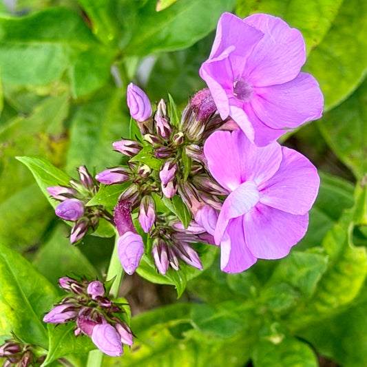 Phlox paniculata 'Pinafore Pink'