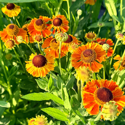 Helenium x 'Mardi Gras' (Sneezeweed)