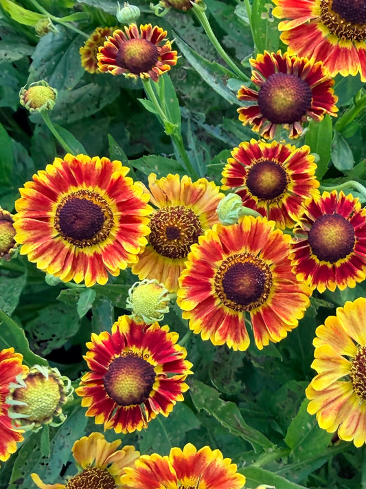 Helenium autumnale Mariachi™ 'Fuego' (Sneezeweed)