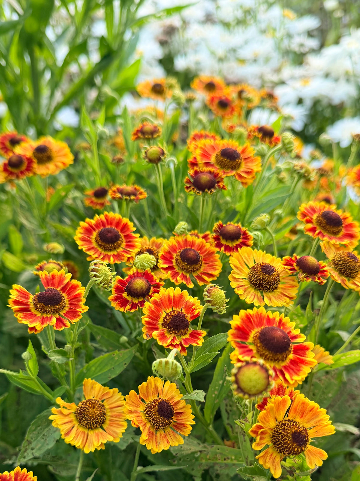 Helenium autumnale Mariachi™ 'Fuego' (Sneezeweed)