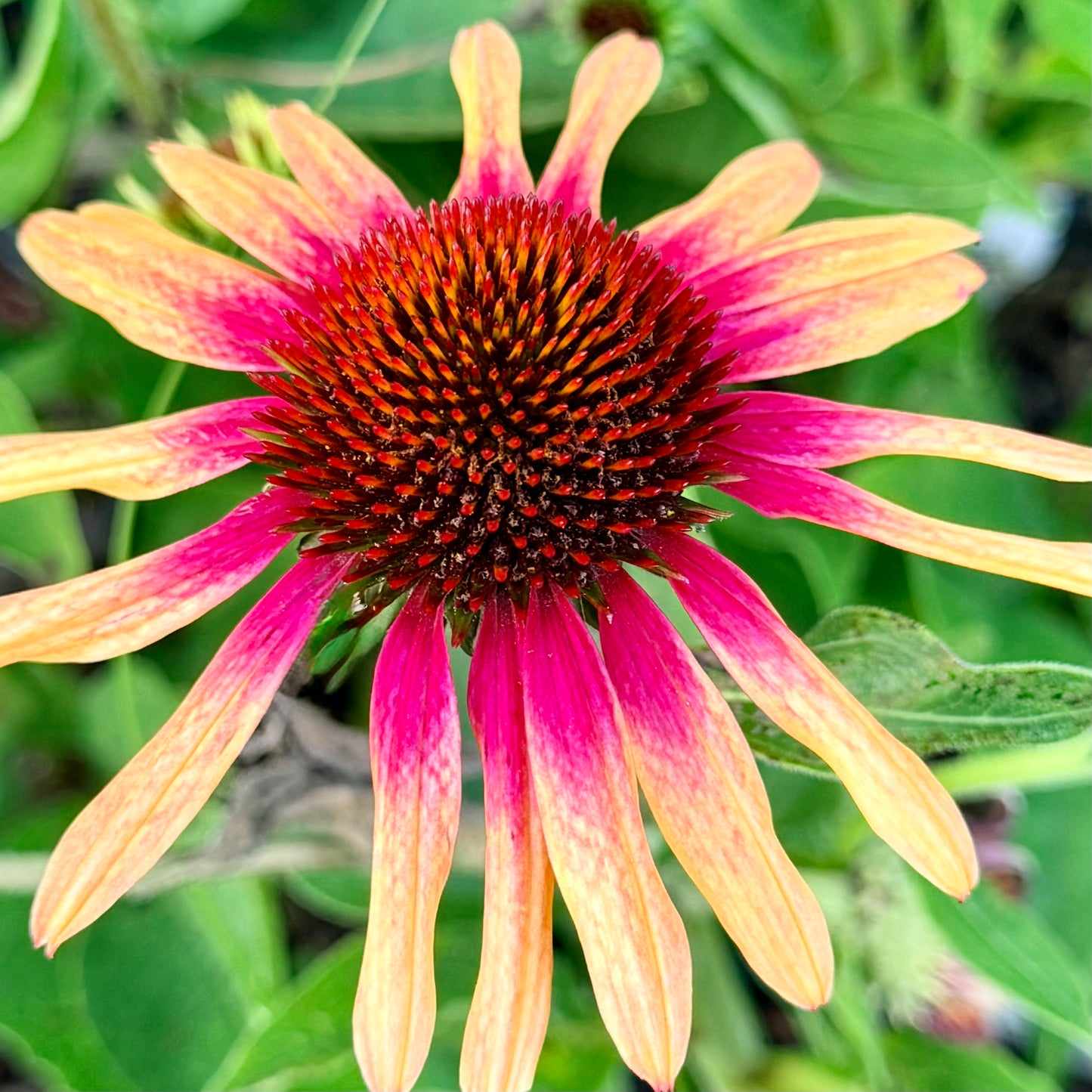 Echinacea purpurea 'SunSeekers Tequila Sunrise' (Coneflower)
