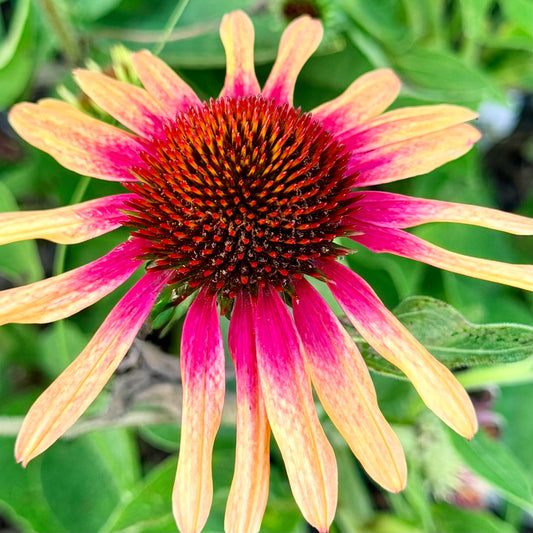 Echinacea purpurea 'SunSeekers Tequila Sunrise' (Coneflower)