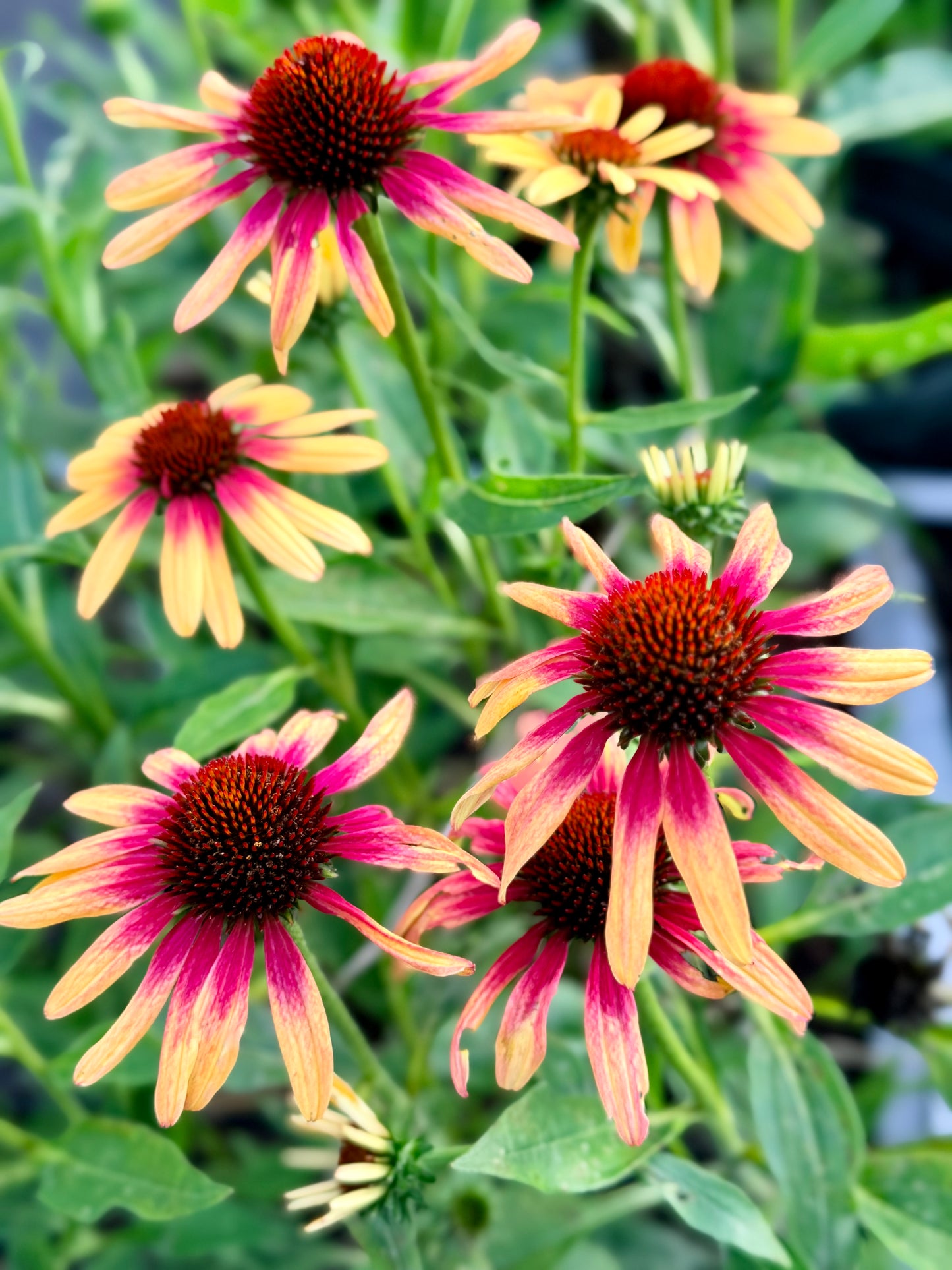 Echinacea purpurea 'SunSeekers Tequila Sunrise' (Coneflower)
