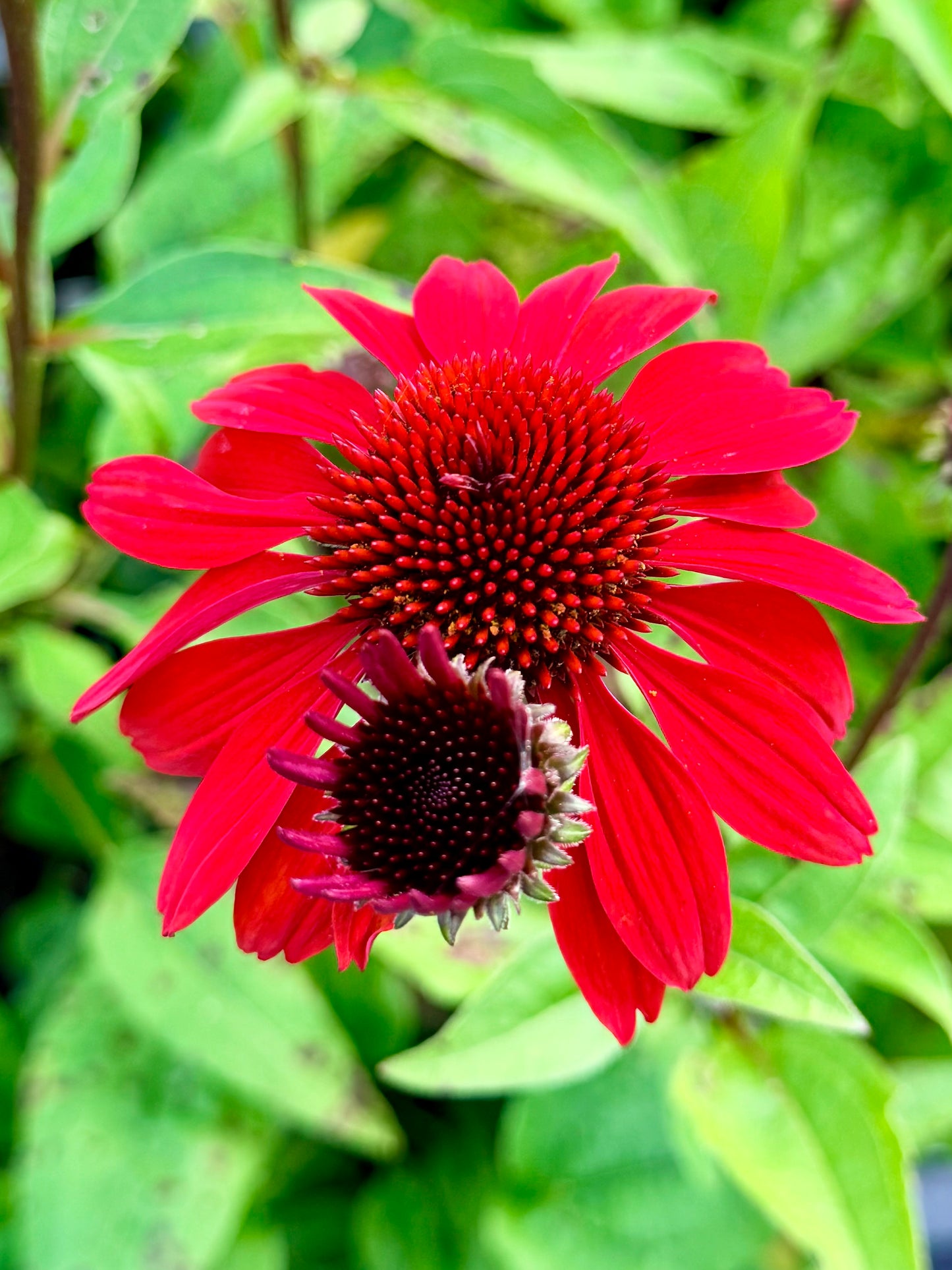 Echinacea x 'Panama™ Red' (Coneflower)
