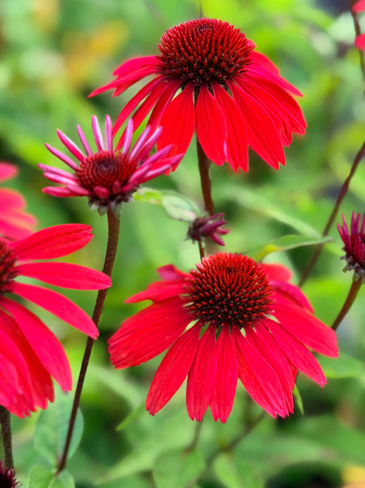 Echinacea x 'Panama™ Red' (Coneflower)