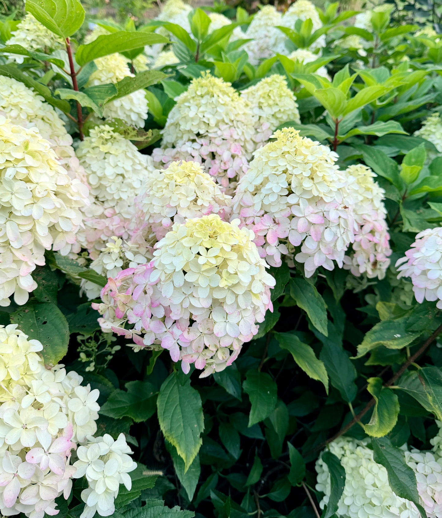 Hydrangea paniculata 'Quick Fire Fab' - (Shrub)