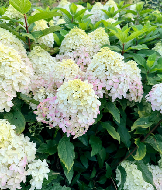 Hydrangea paniculata 'Quick Fire Fab' - (Shrub)