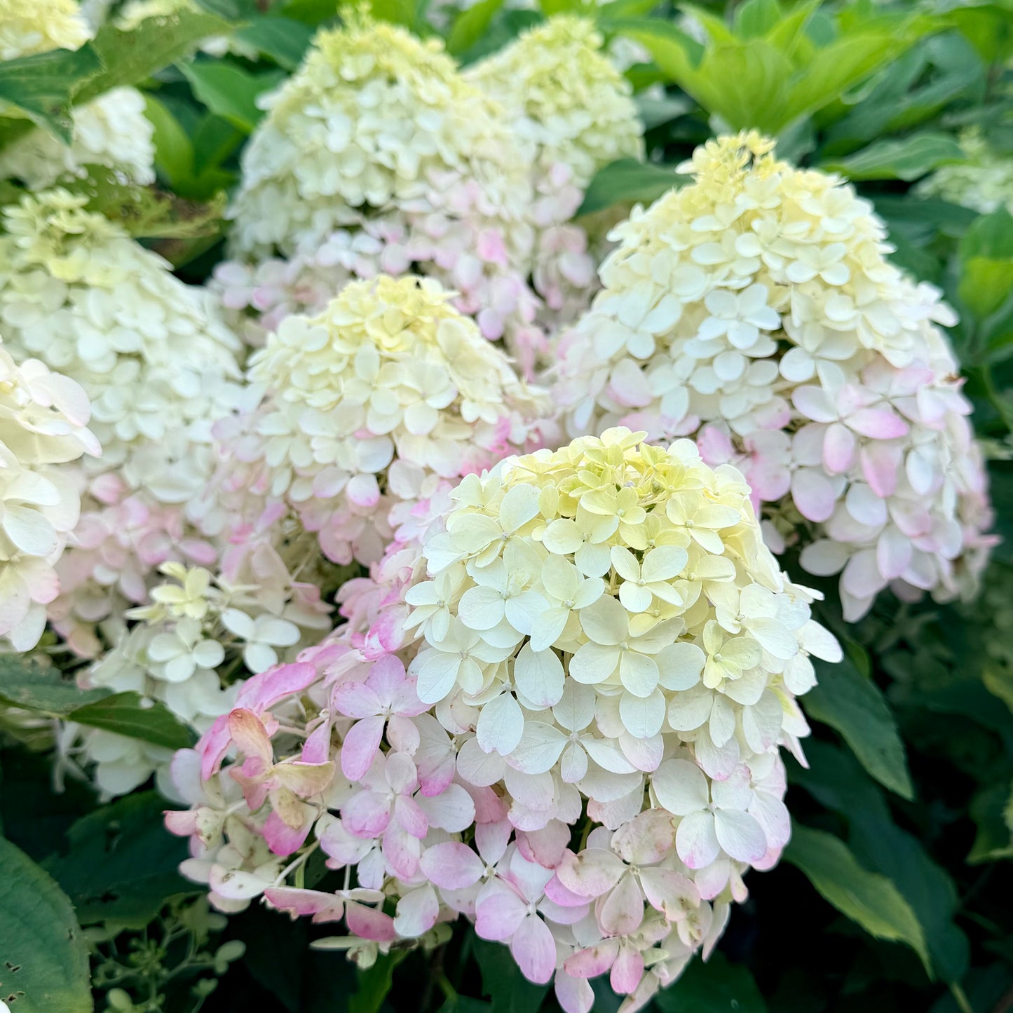 Hydrangea paniculata 'Quick Fire Fab' - (Shrub)