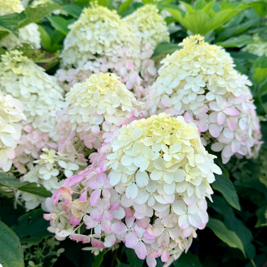 Hydrangea paniculata 'Quick Fire Fab' - (Tree)