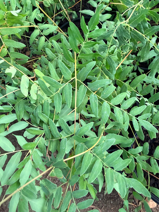 Osmunda regalis var. spectabilis (American Royal Fern)