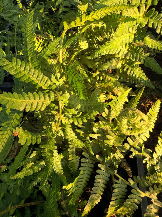 Dryopteris filix-mas  (Male Fern)