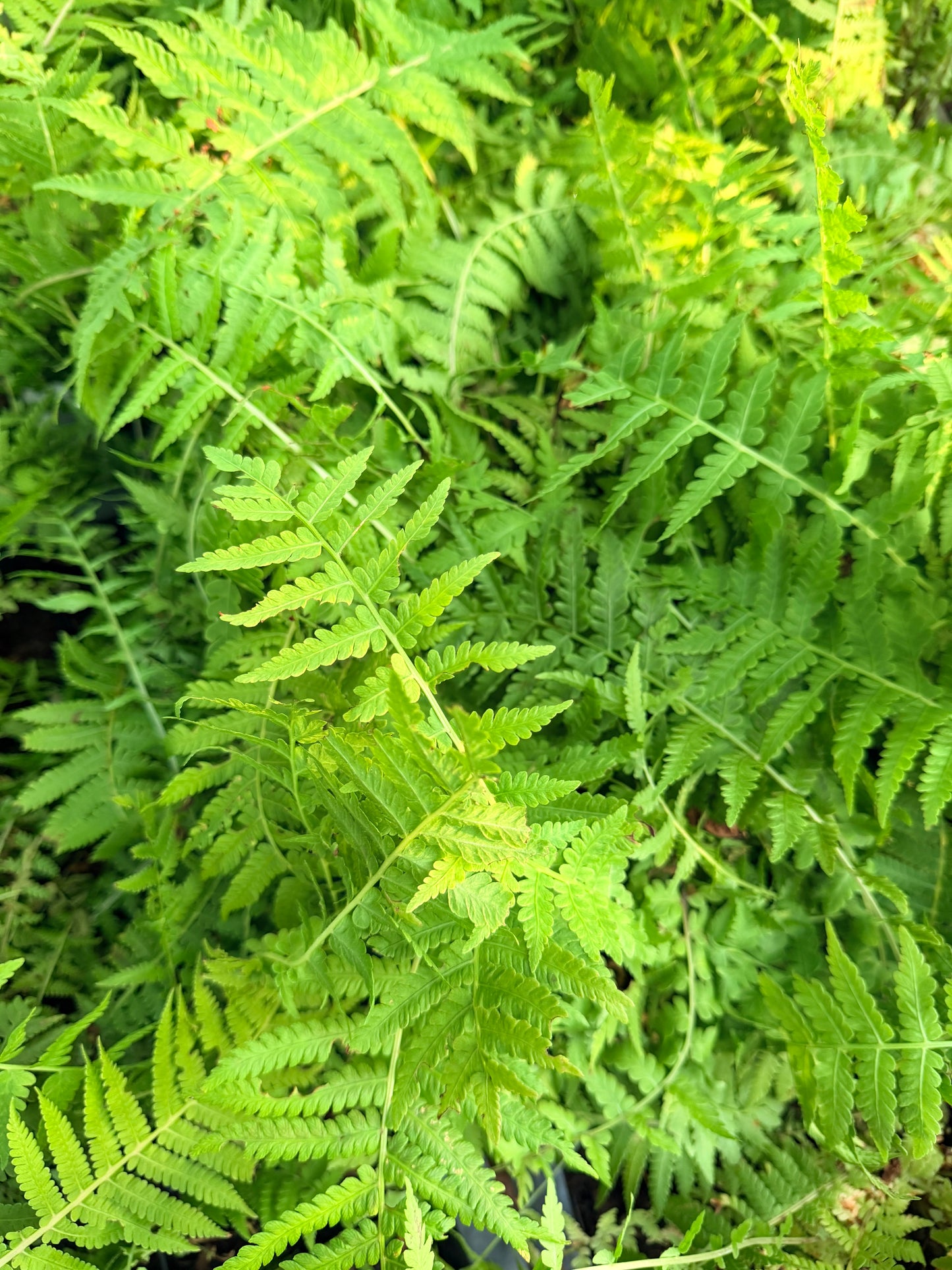 Matteuccia struthiopteris  (Ostrich Fern)