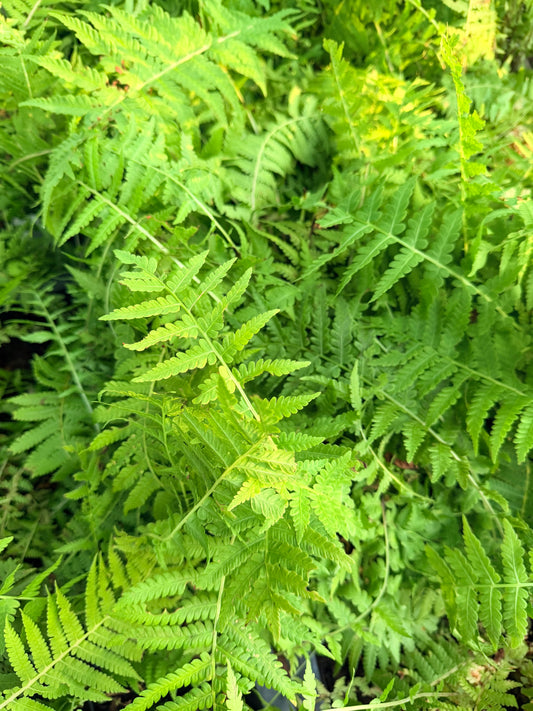 Matteuccia struthiopteris  (Ostrich Fern)