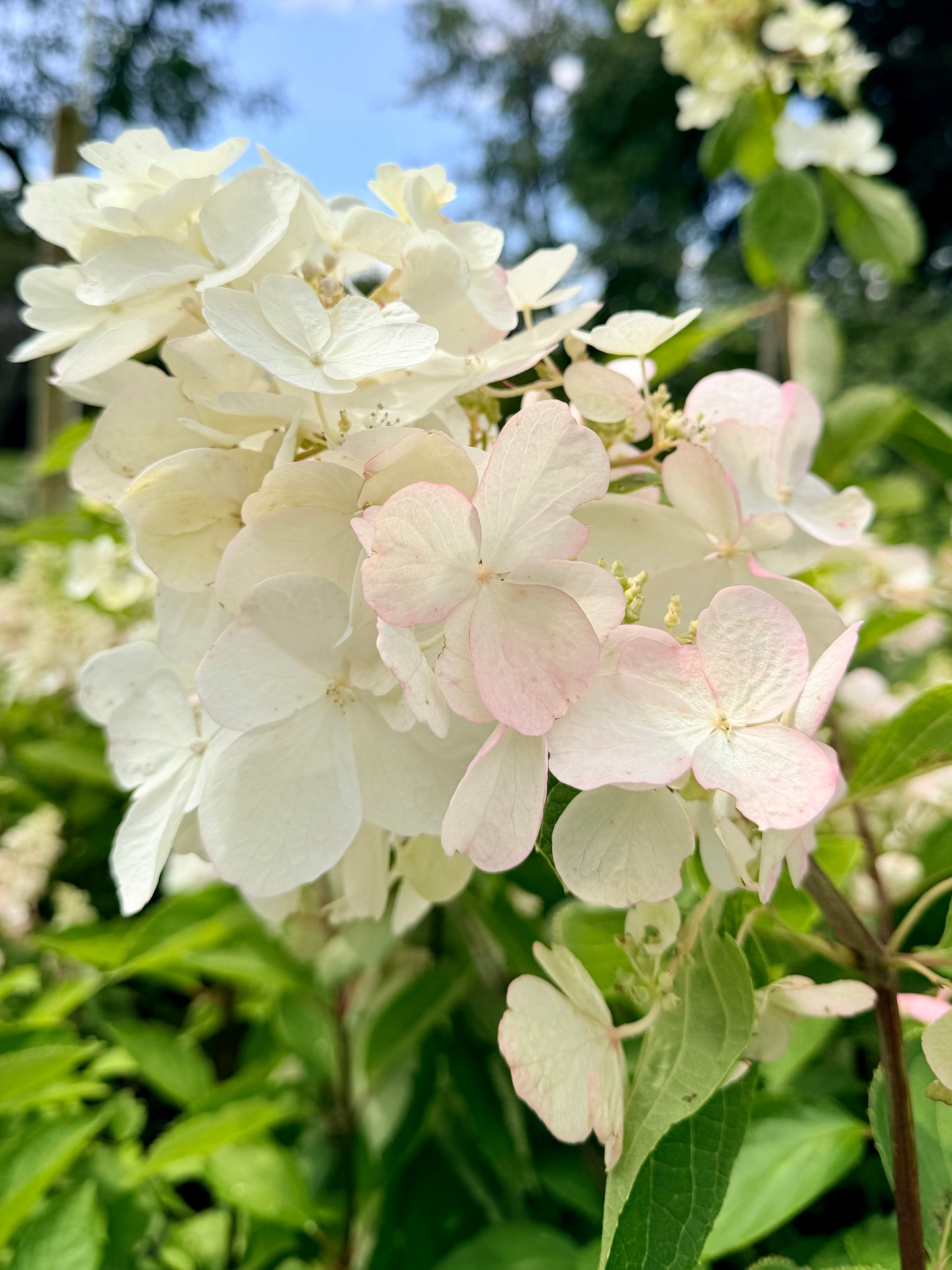 Hydrangea paniculata 'Polar Ball'