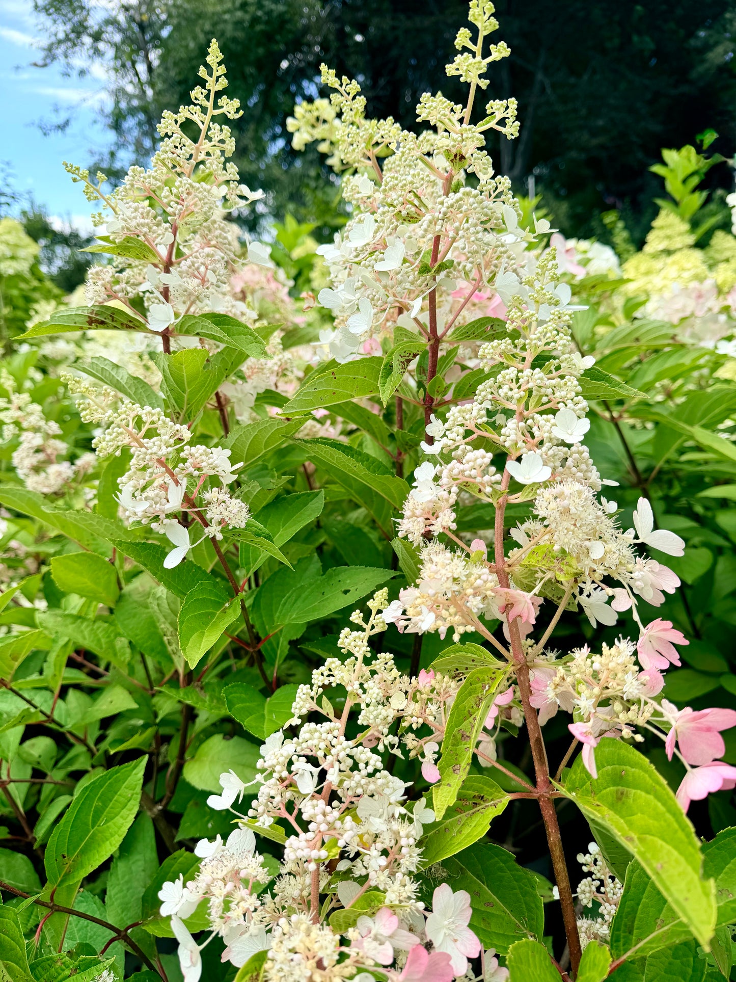 Hydrangea paniculata 'Pinky Winky'