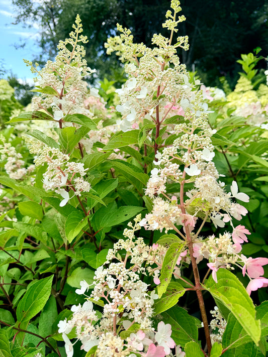 Hydrangea paniculata 'Pinky Winky'