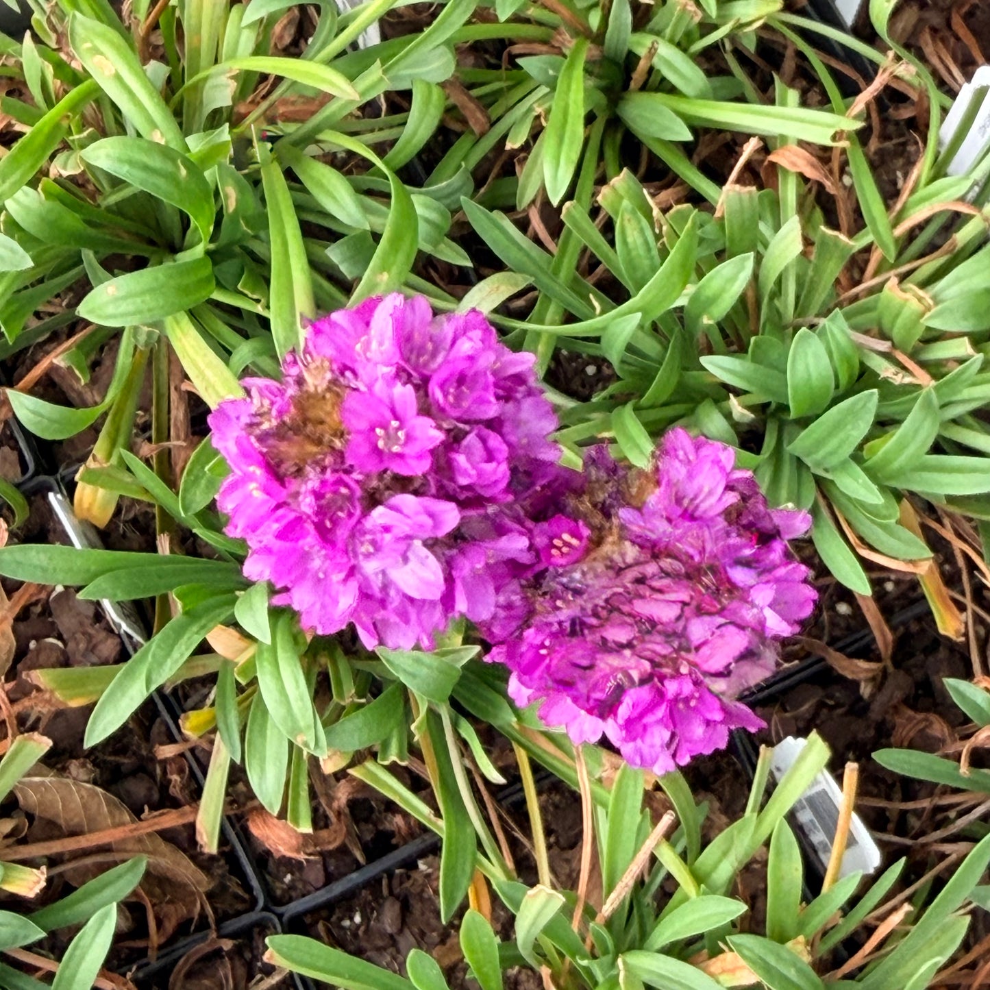 Armeria pseudarmeria Dreameria® Vivid Dreams (Sea Thrift)