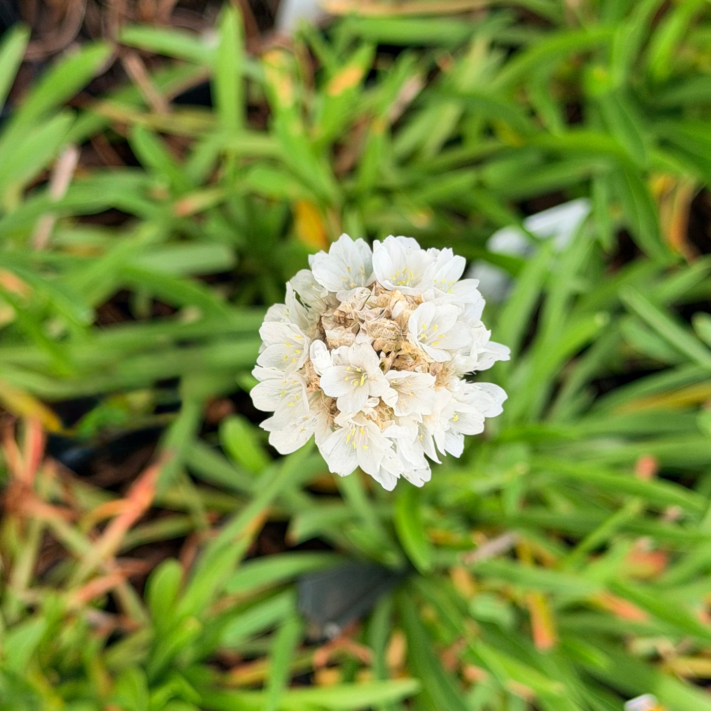 Armeria pseudarmeria Dreameria® ‘Dream Clouds’ (Sea Thrift)