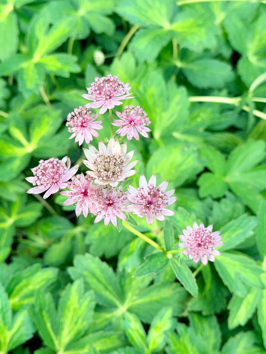 Astrantia major 'Masterpiece' (Masterwort)