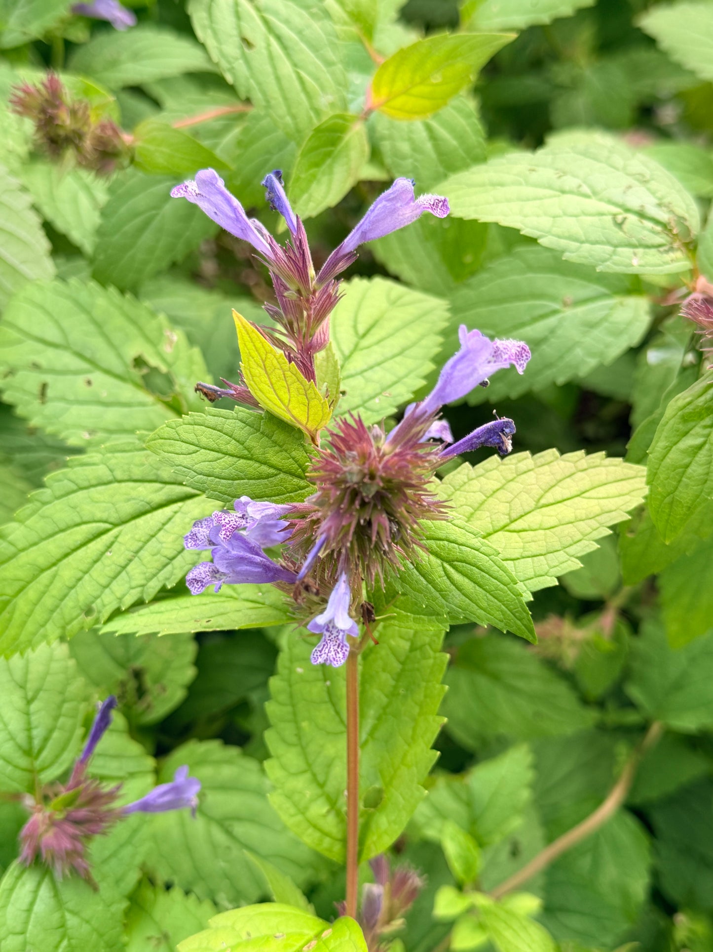 Nepeta subsessilis 'Blue Prelude' (Catmint, Catnip)