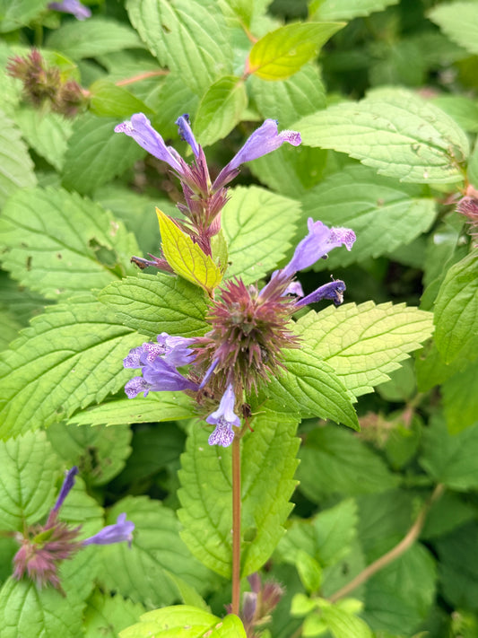 Nepeta subsessilis 'Blue Prelude' (Catmint, Catnip)