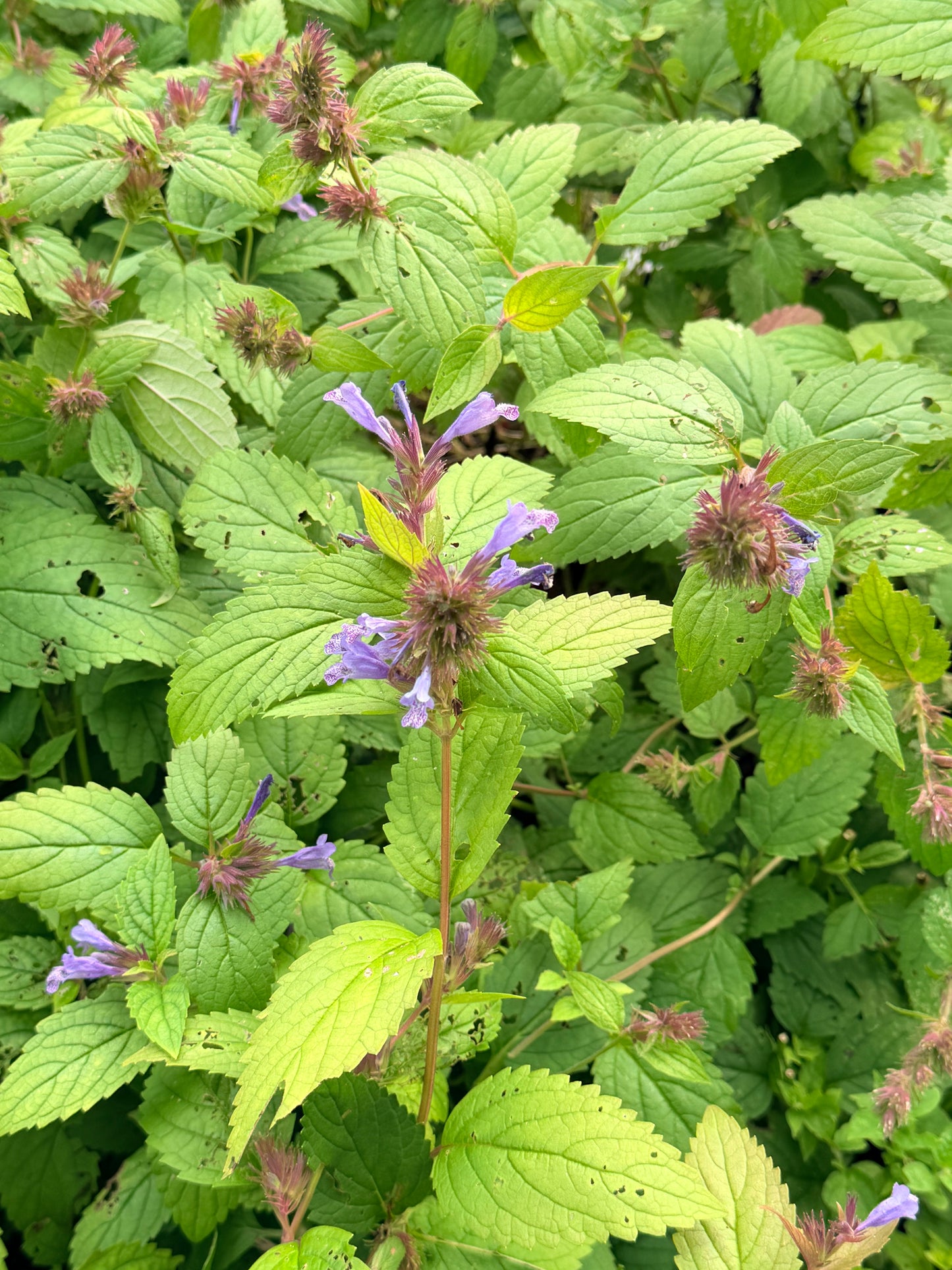 Nepeta subsessilis 'Blue Prelude' (Catmint, Catnip)