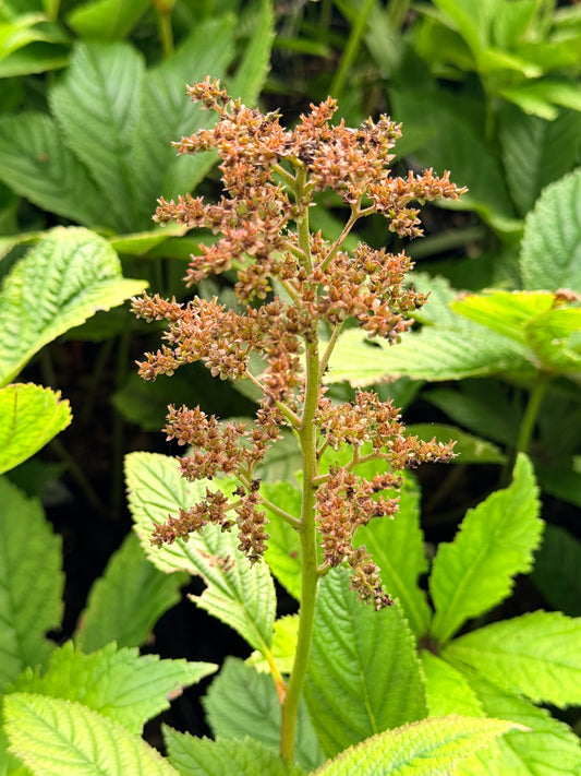 Rodgersia pinnata 'Fireworks'