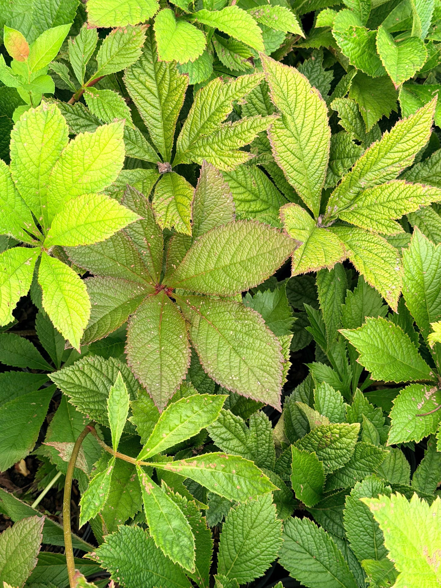 Rodgersia pinnata 'Die Gmund'