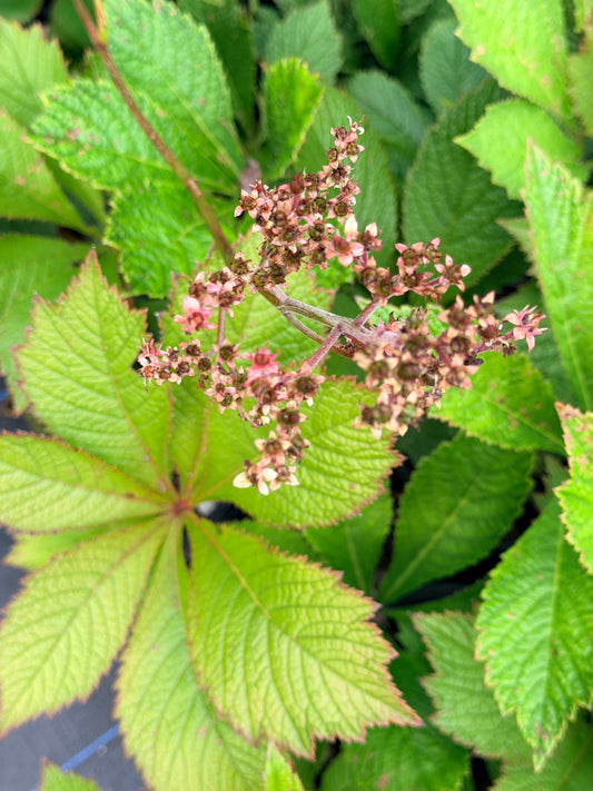 Rodgersia pinnata 'Die Gmund'