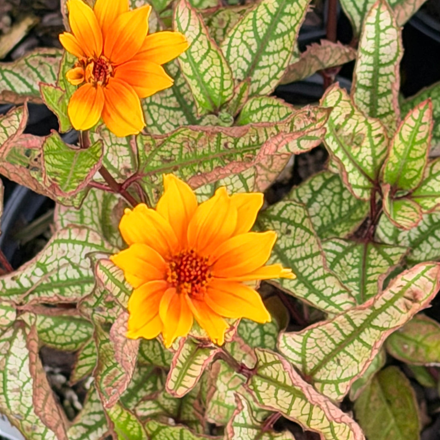 Heliopsis helianthoides 'Touch of Blush' (False Sunflower)
