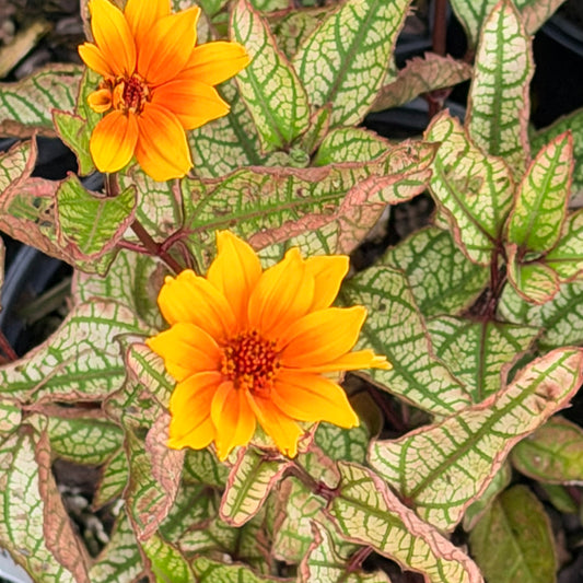 Heliopsis helianthoides 'Touch of Blush' (False Sunflower)