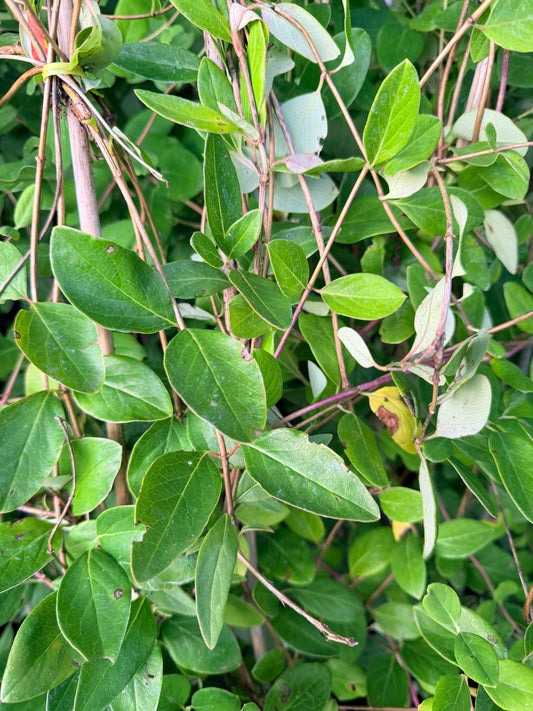 Lonicera sempervirens 'Major Wheeler' (Honeysuckle Vine)