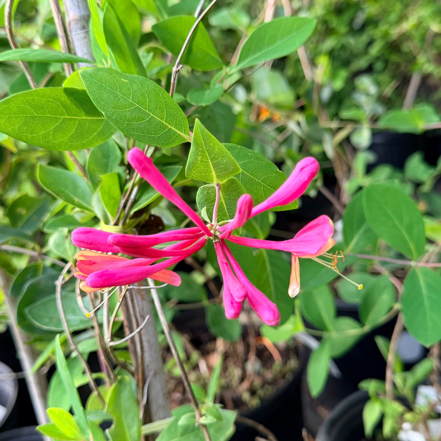 Lonicera x heckrottii 'Gold Flame' (Honeysuckle Vine)