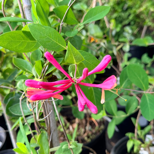 Lonicera x heckrottii 'Gold Flame' (Honeysuckle Vine)