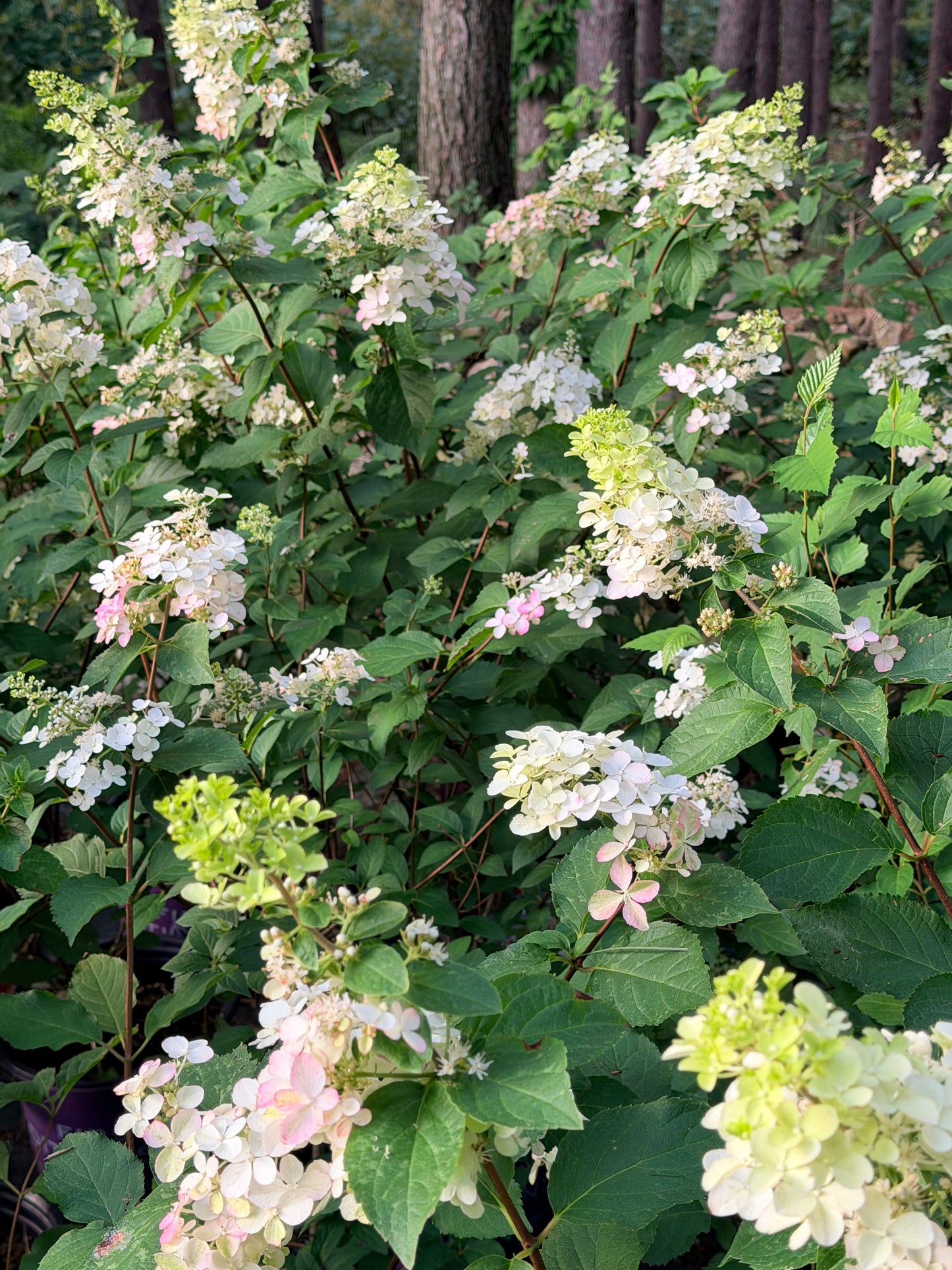 Hydrangea paniculata 'Berry White'