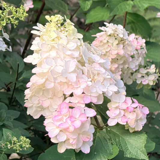 Hydrangea paniculata 'Berry White'