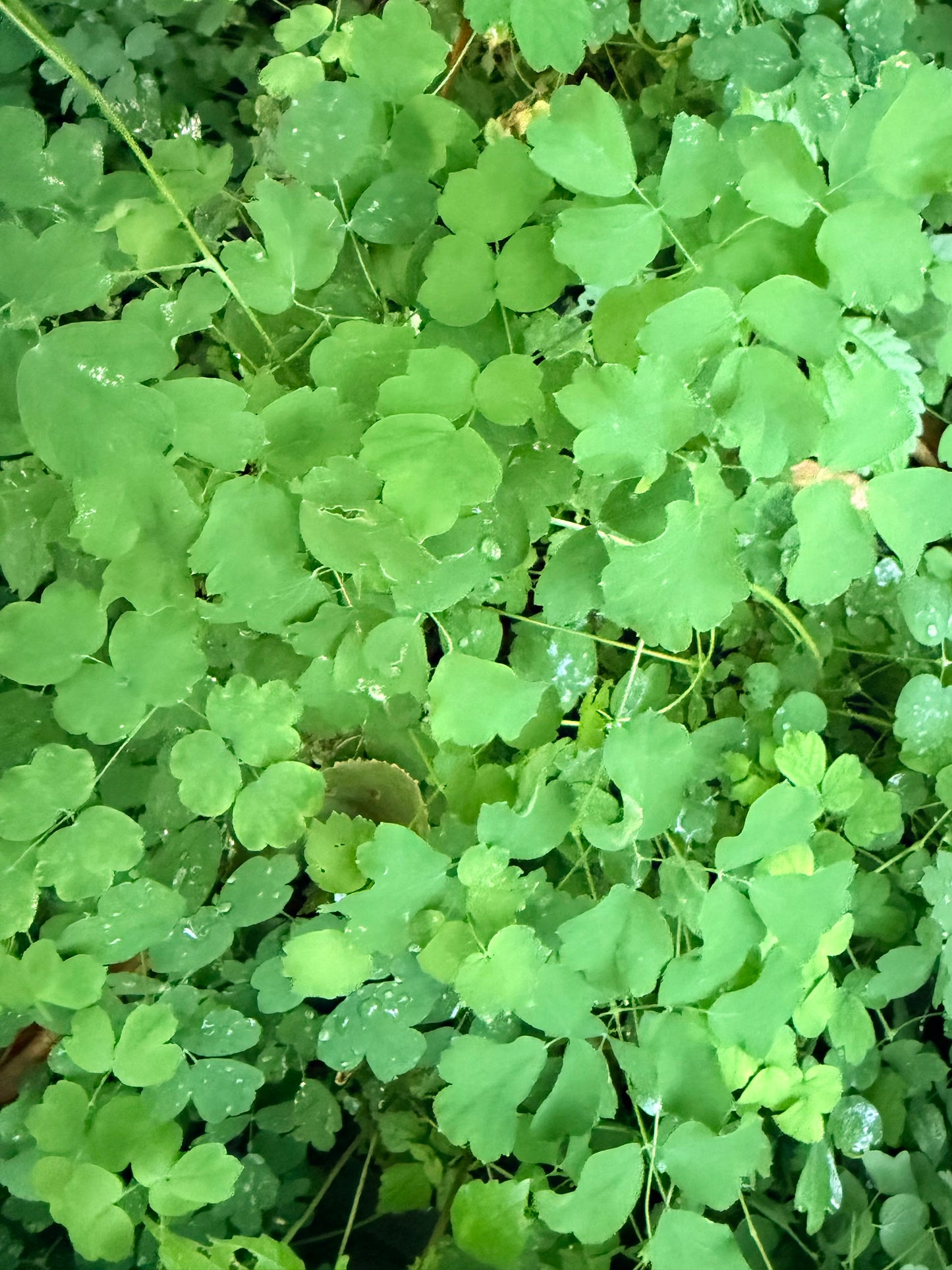 Thalictrum minus var. 'Adiantifolium' (Meadow Rue)