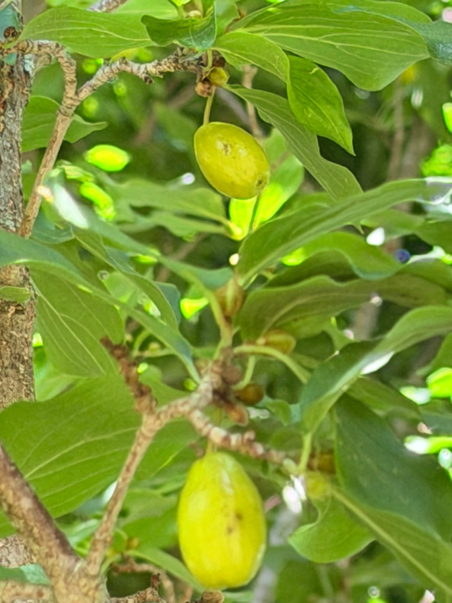 Cornus mas 'Golden Glory' - (Cornelian cherry Dogwood) Tree