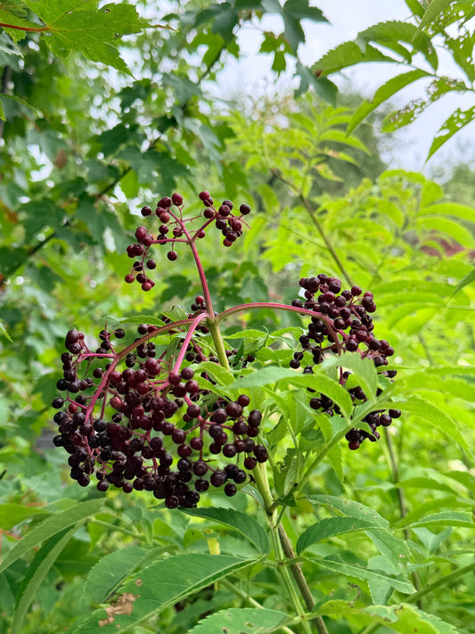 Sambucus canadensis 'Adams' (American Elderberry)