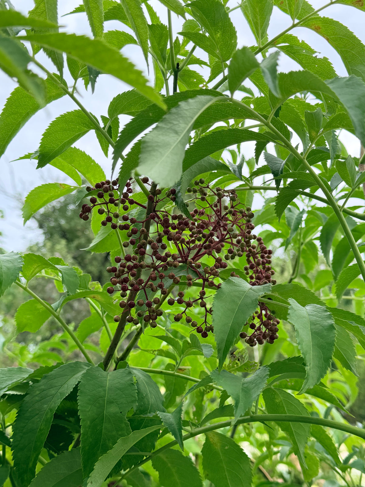 Sambucus canadensis 'Ranch' (Elderberry)