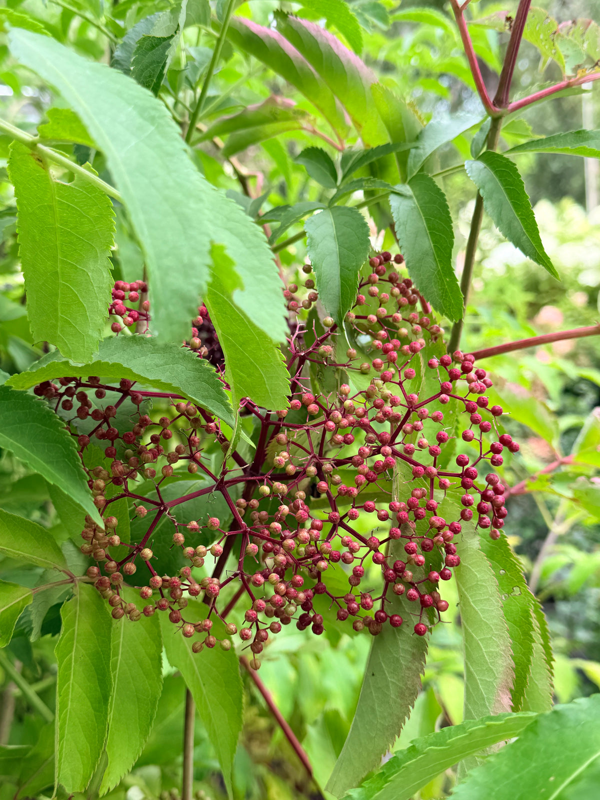 Sambucus canadensis 'Wyldewood' (Elderberry)