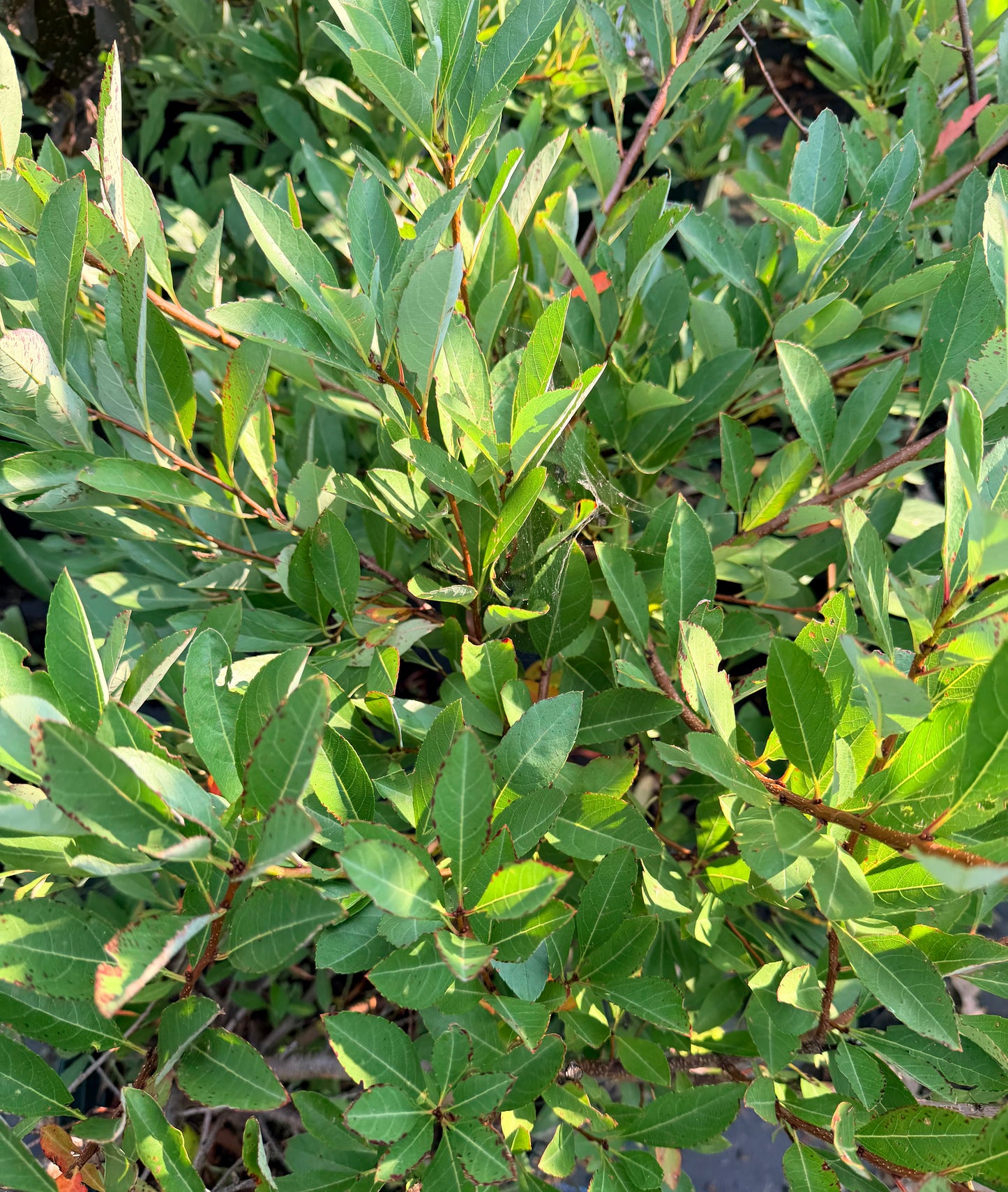 Prunus pumila First Editions® 'Jade Parade'® (Sand Cherry)