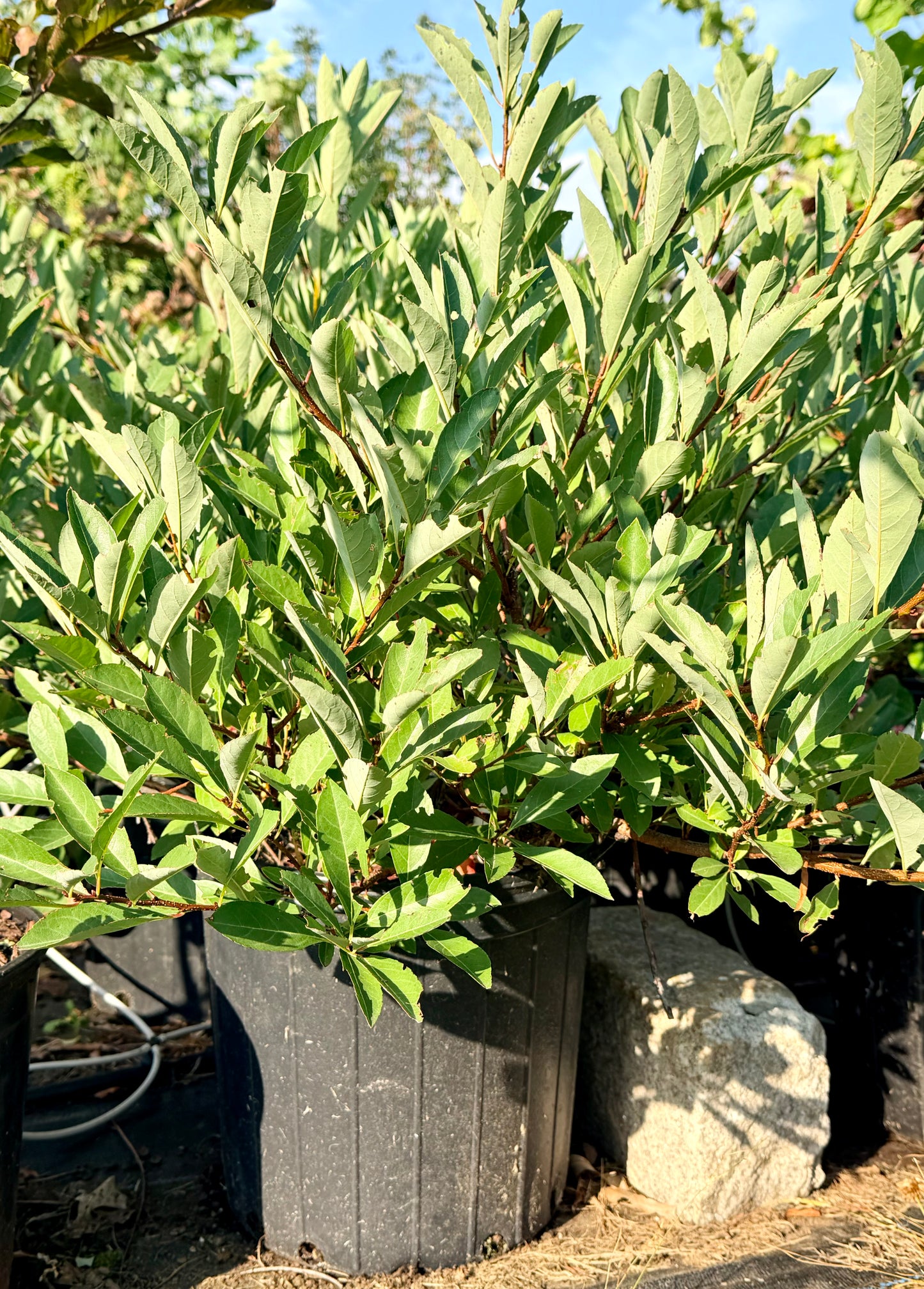 Prunus pumila First Editions® 'Jade Parade'® (Sand Cherry)